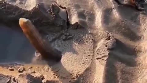 What In The Adult Store Monsters Is That