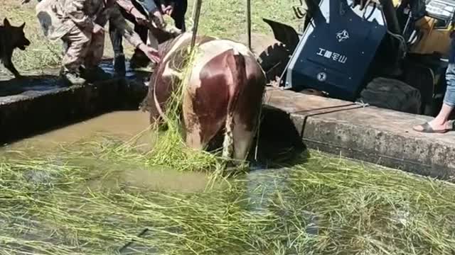 The cow fell into the water hole