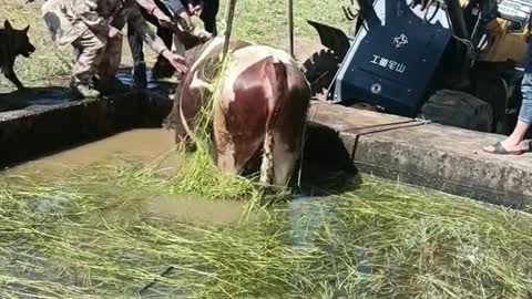 The cow fell into the water hole