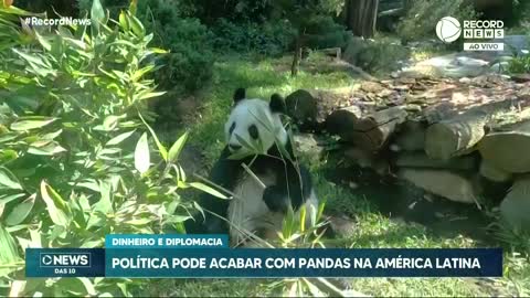 Política pode acabar com pandas na América Latina