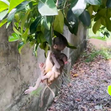 Amazing animals, rescue baby monkeys playing with climbing trees, wild animals have no distance#2