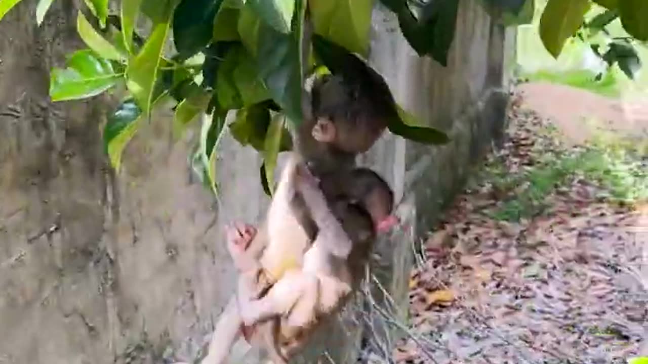 Amazing animals, rescue baby monkeys playing with climbing trees, wild animals have no distance#2