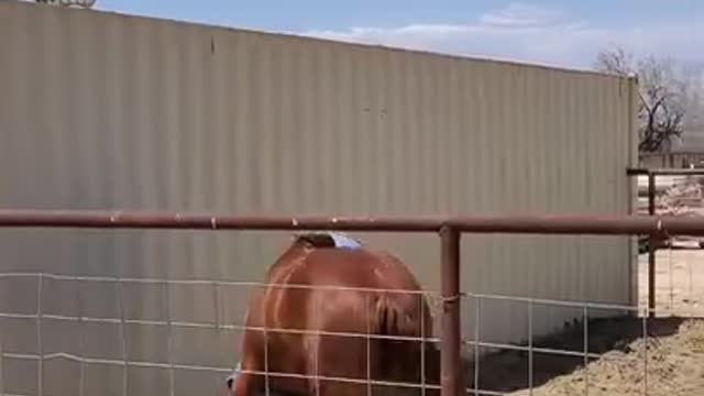 Hilarious Horses 🐴 - Funny Horse Videos 2021 😂 - Try Not To Laugh