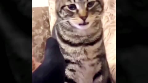 #vaiprofy #funny #gats #meme #tentenaorir #comrdy#foryou #viral