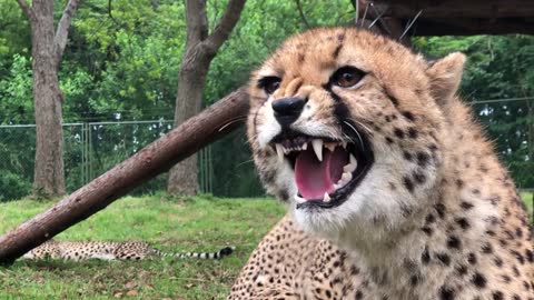 Wild animals zero distance blue snowflakes