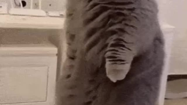 Cute Cat Gif! 🥰