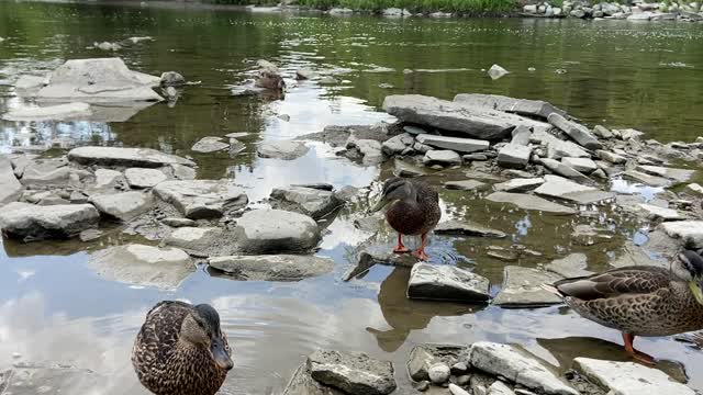 Ducks and Geese 7