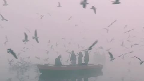 Birds Flying over People on Boat