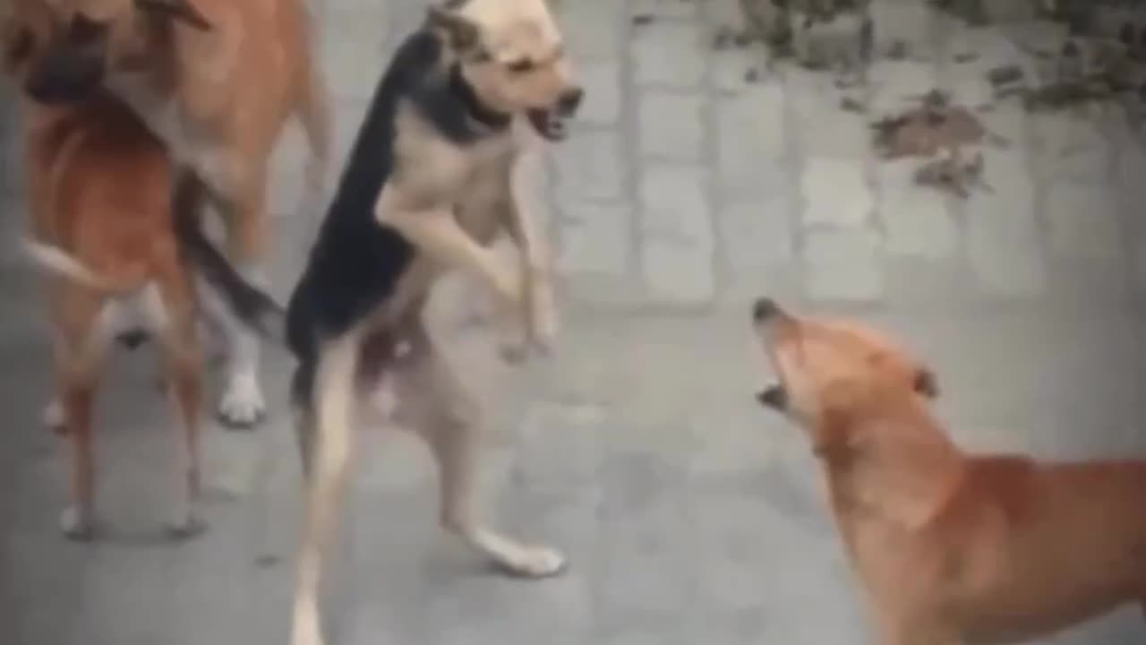 Dog like kangaroo 🦘🤣