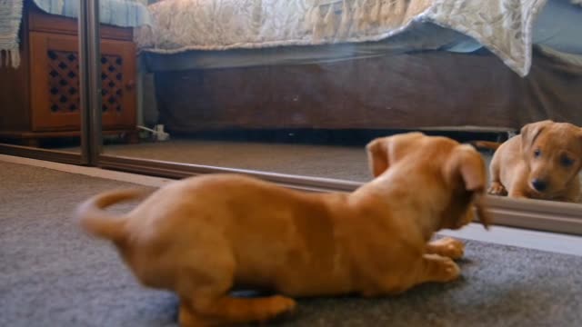 FUNNY DOG
