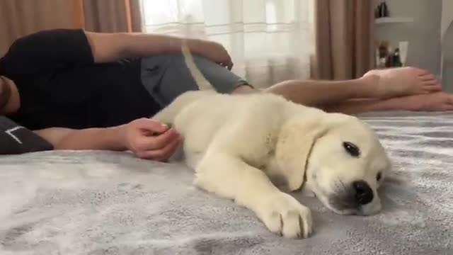 Golden Retriever Puppy Wakes Up Owner [Cutest Alarm Clock Ever]