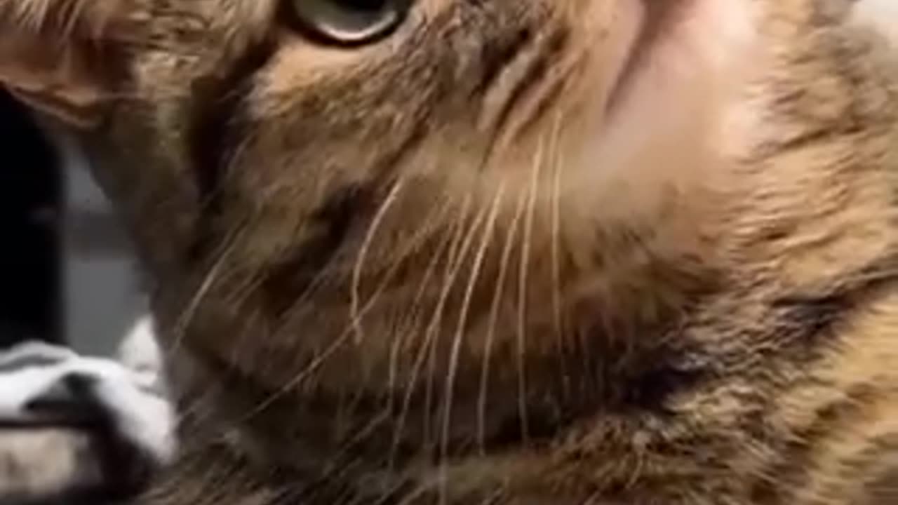 Aww cutest cat doing funny things 😍