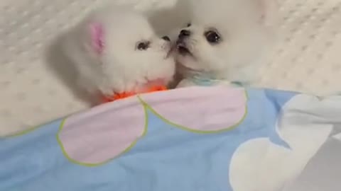 Cute baby dogs..