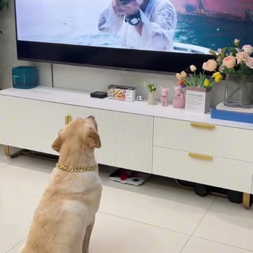 Dog see movies Hollywood 🤣 funny
