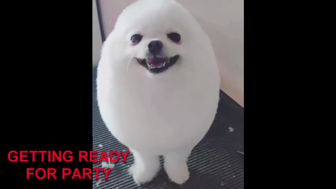 15 minute Relaxation with Puppies
