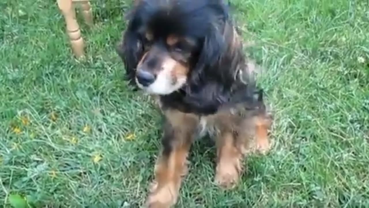 Dog fane video