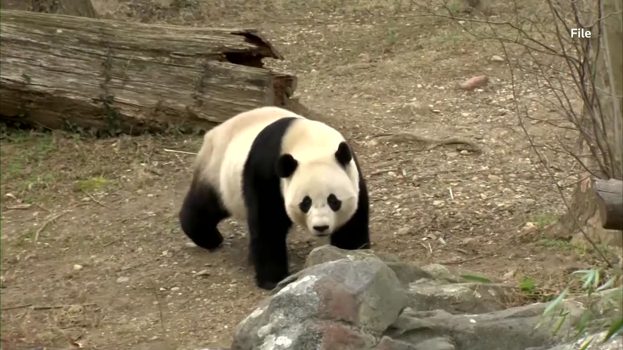 China to send two young giant pandas to the US