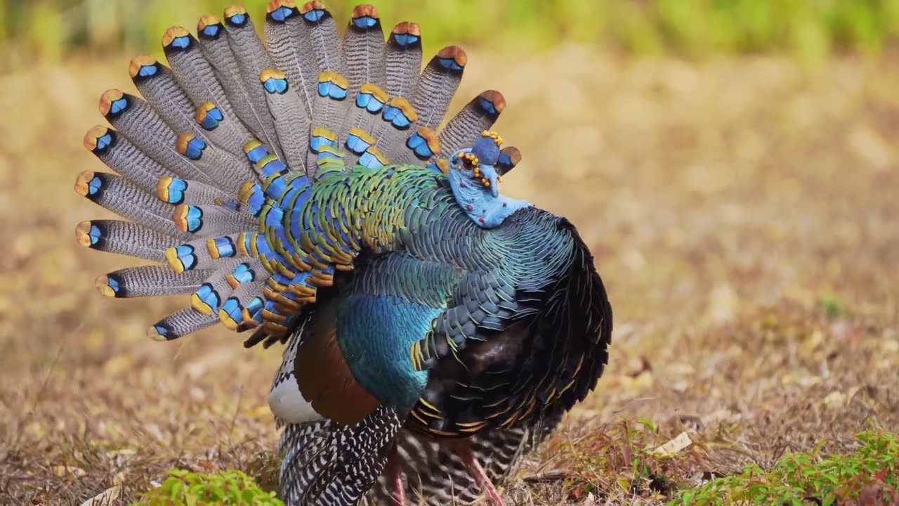 this beautiful birds trick/strategy works absurdly well