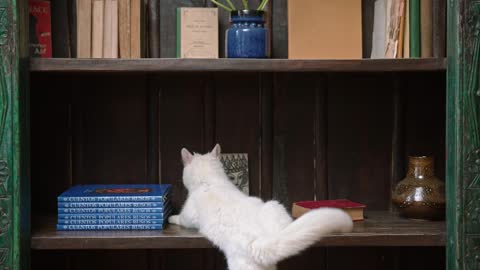 Funny Cat playing on the bookshelf