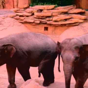 Adore Elephant life, Animals, Adorable Monkeys #3