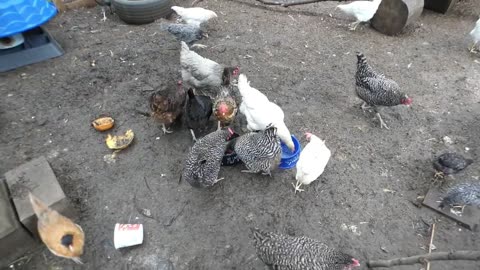 Chickens try sardines.