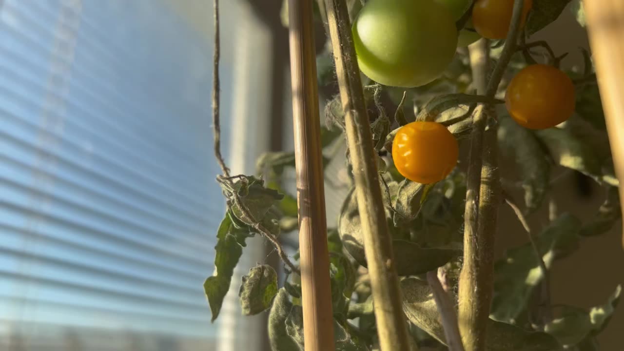 Indoor winter tomato yield