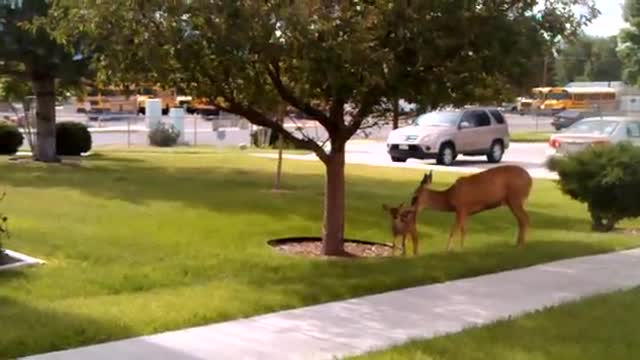 One of the new residents
