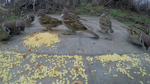 The climbers are eating very nicely