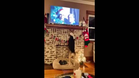 Funny Animal Videos 2022 😂 - Funniest Cats And Dogs Video 😺😍