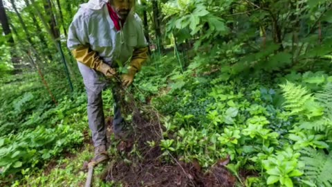 The Unwelcome Guest: Poison Ivy's Surge in a Warming World