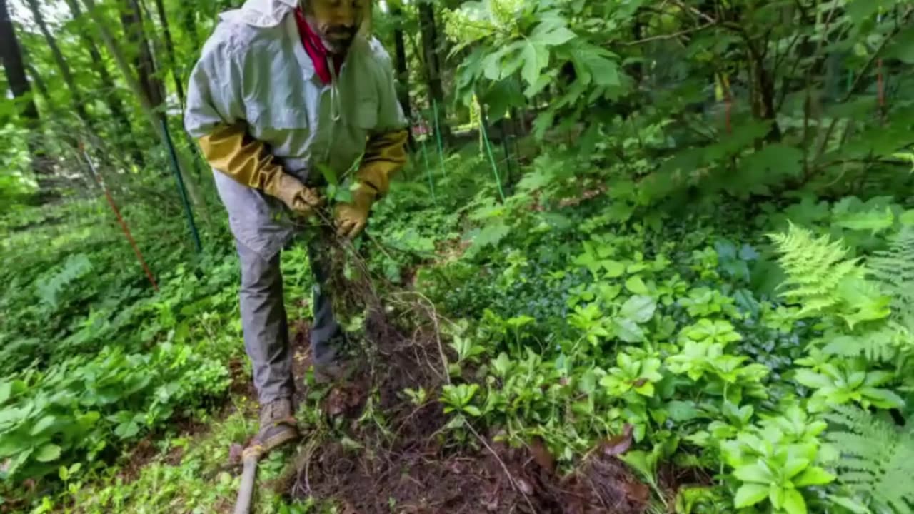 The Unwelcome Guest: Poison Ivy's Surge in a Warming World