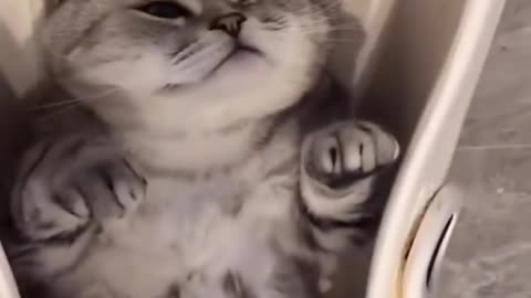 funny cats videos