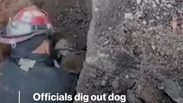 Officials rescue dog from drainage tunnel
