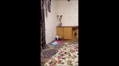 funniest cats and dogs videos 2023