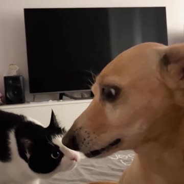 Weird first introductions 😂🤣