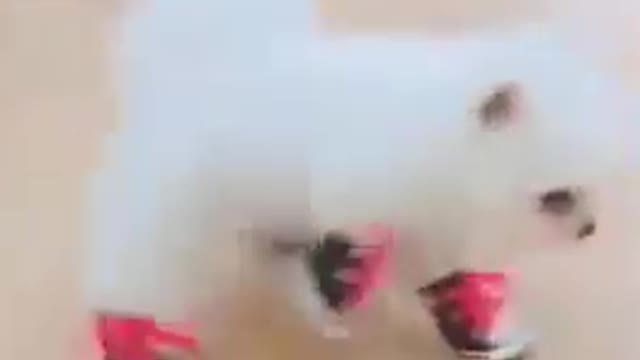 🤣Funny 🐶Dogs And 😻Cats Videos | Funny 😍Animals Videos😇 | #petsentertainment | #shorts