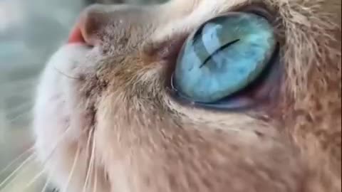 The beautiful and satisfying eyes of this cat