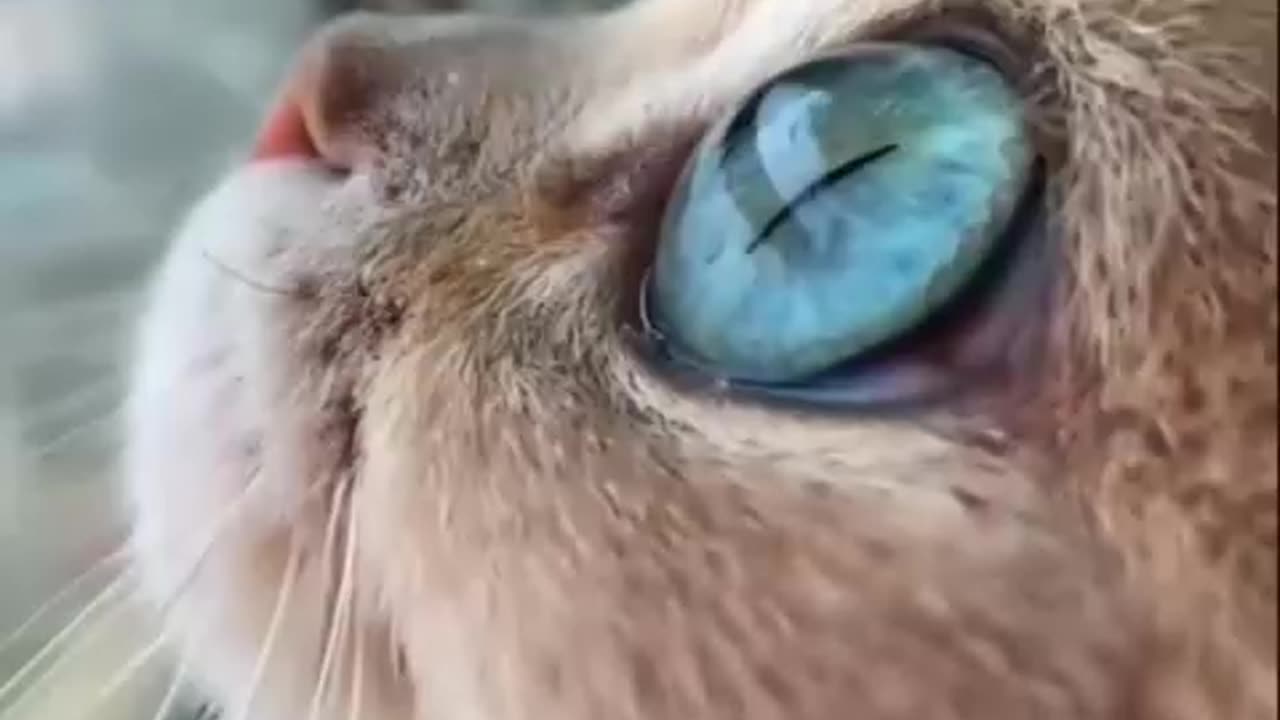 The beautiful and satisfying eyes of this cat