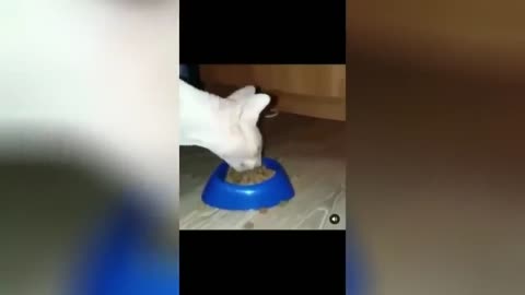 FUNNY CAT VIDEOS