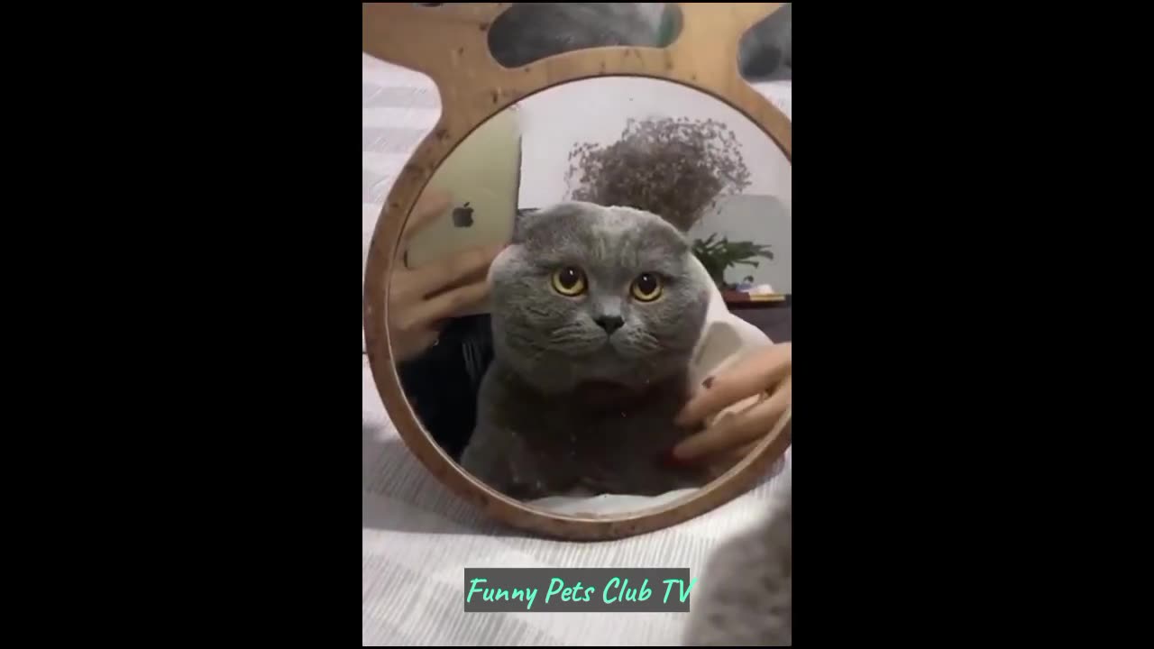 Funny Animal Videos 🤣 Funniest Cats and Dogs Videos 2024 😁