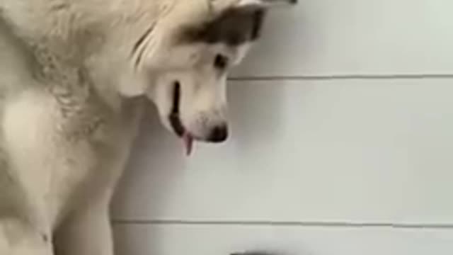 Husky Feeling Like Human