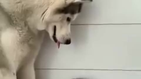 Husky Feeling Like Human