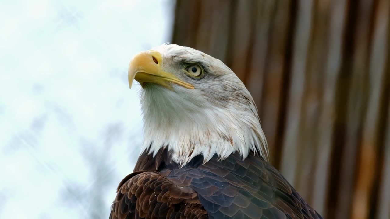 The bald eagle is the most famous type of eagle - the magic of the