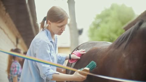 Woman horse brushing a stallion on a sunny day on animal farm