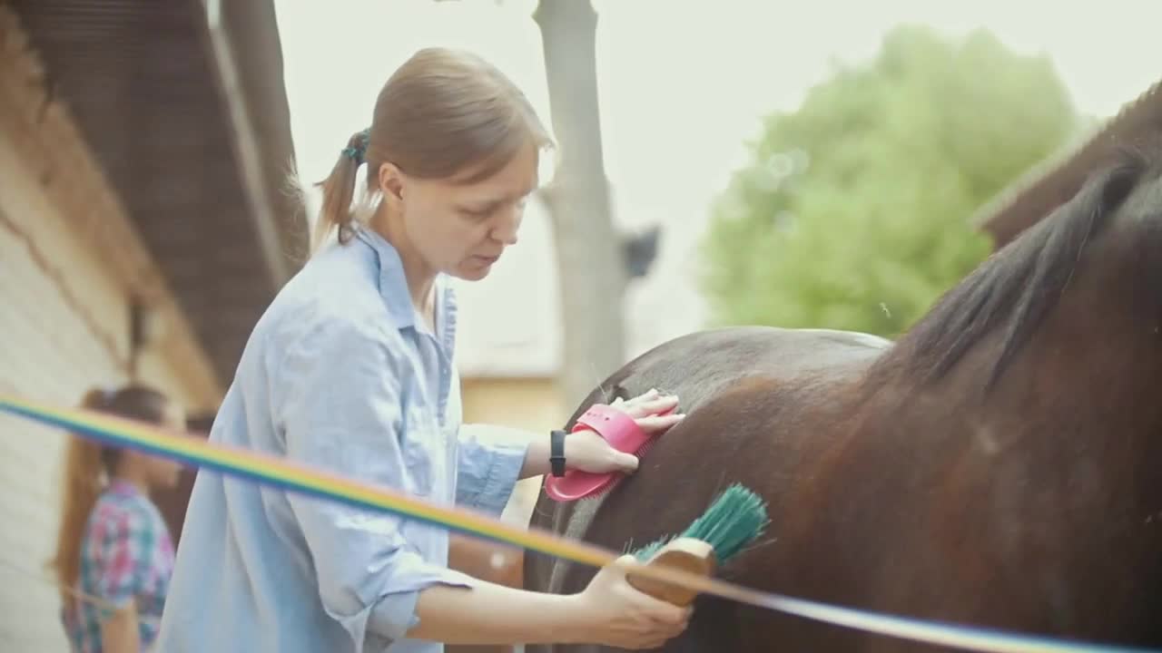 Woman horse brushing a stallion on a sunny day on animal farm