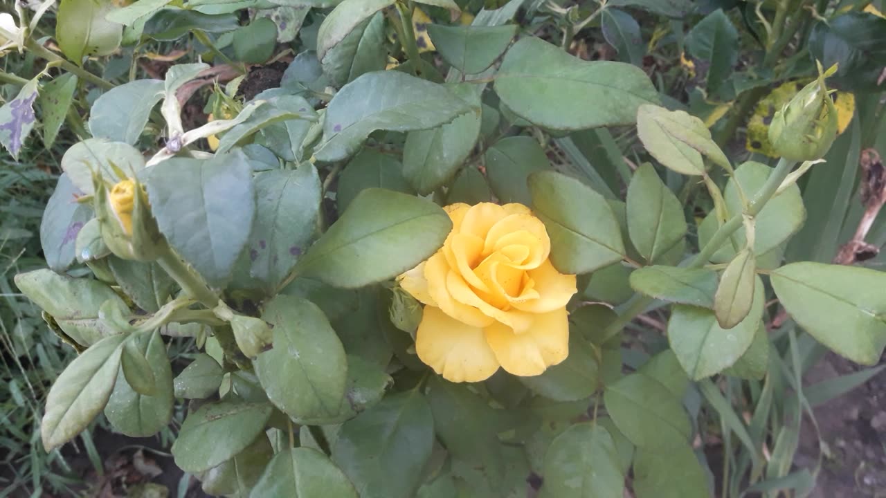 Yellow rose in green leaves