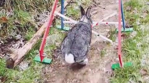 Fina♥️#Hase #funny #bunnyjump