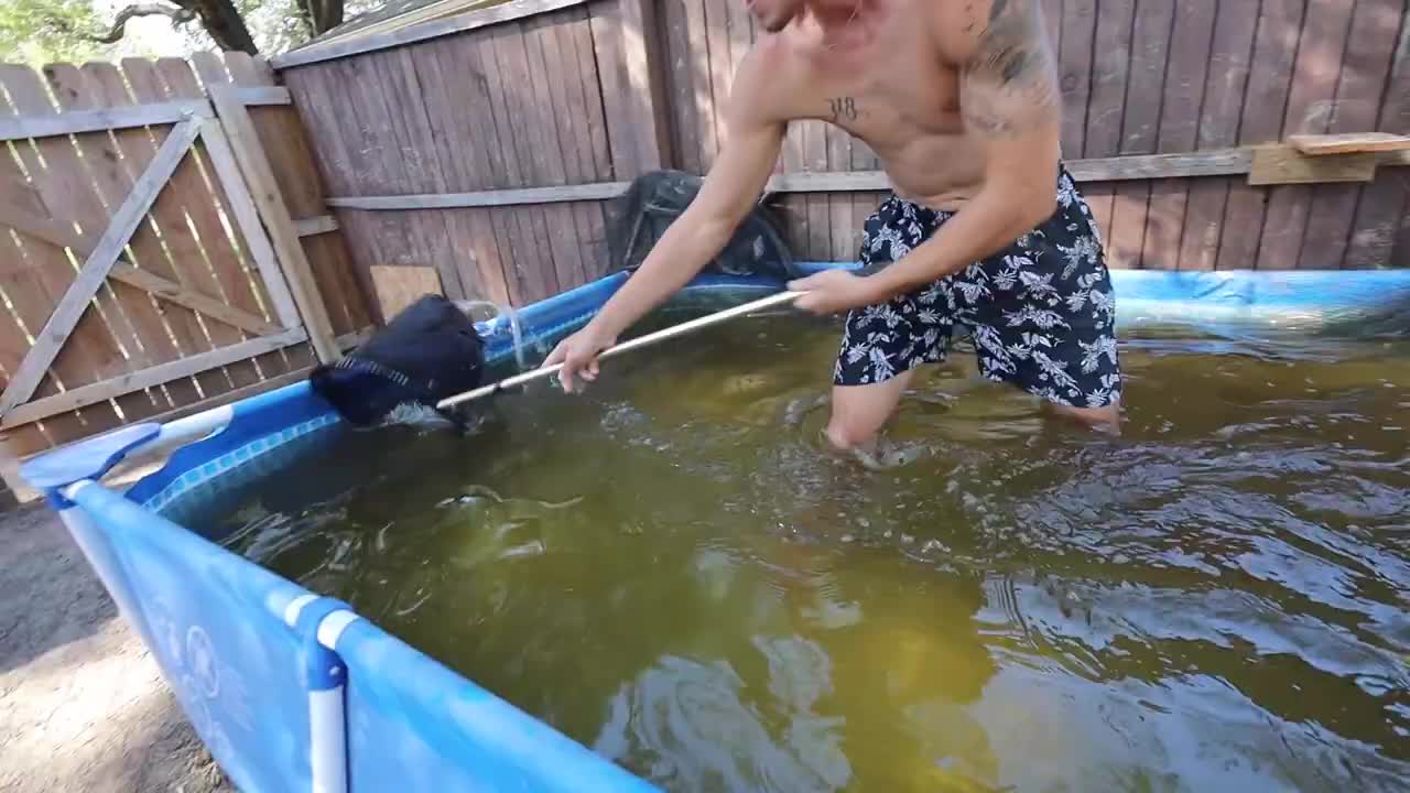 transferring fish to new pool pond