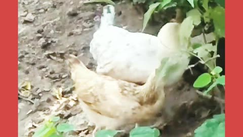 Male and Female Friends Playing in Village #funny #bird #inpakistan