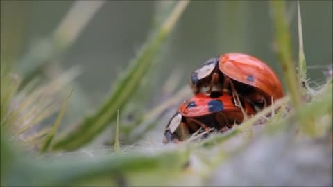 Ladybug mating